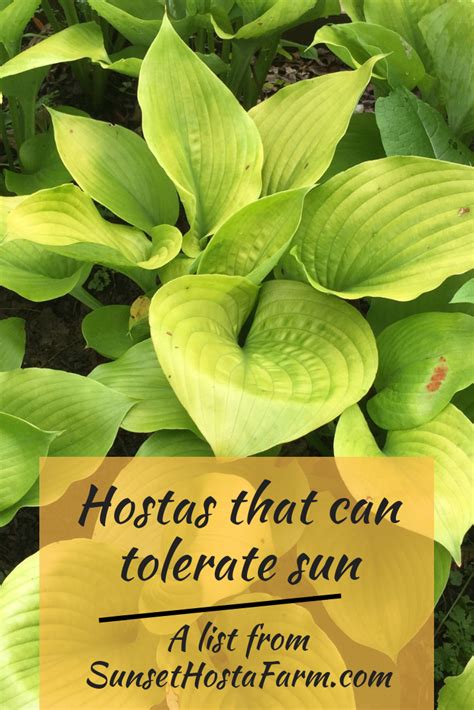 What Are Sun Tolerant Hostas? | Hostas, Hosta gardens, Hosta plants