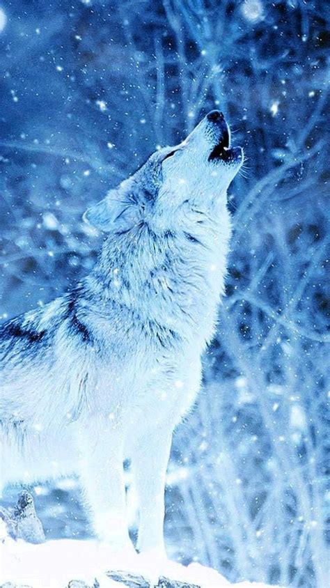 Snow Wolf Wallpapers 4K - Awesome collection wolf wallpapers, images ...