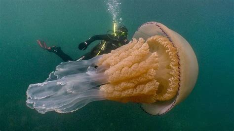 Human-sized jellyfish lurking off English coast stuns divers: 'It’s an ...