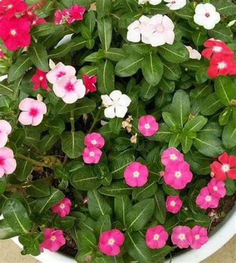 Vinca Mixed 10 Seeds — Plan A Plant