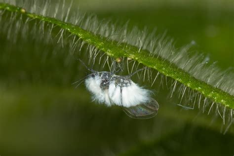 Wooly-aphid. | BirdForum