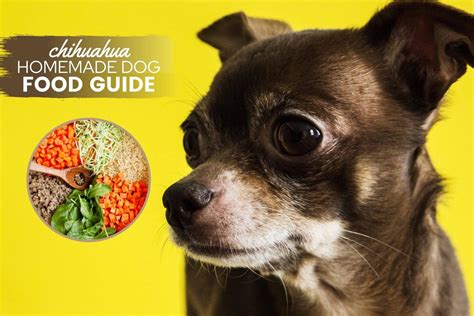 Homemade Dog Food For Chihuahuas Guide: Recipes, Nutrition & Tips ...