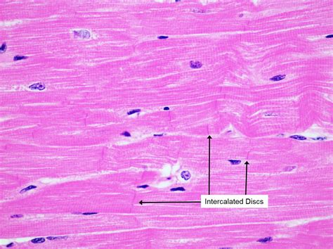 Histology Review Jeopardy Template