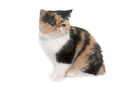 Exotic Shorthair Cat Guide - Personality & Health | Canna-Pet®