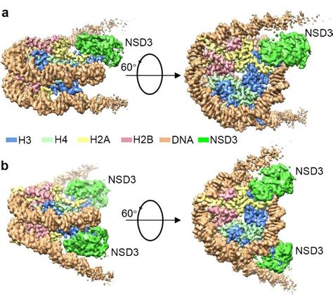 Histone Octamer Structure