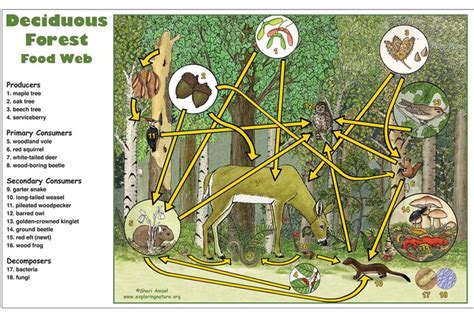 Deciduous Forest Food Web Activity