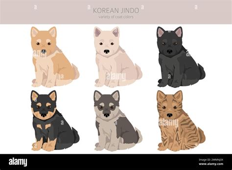 Korean Jindo puppy clipart. Different poses, coat colors set. Vector ...