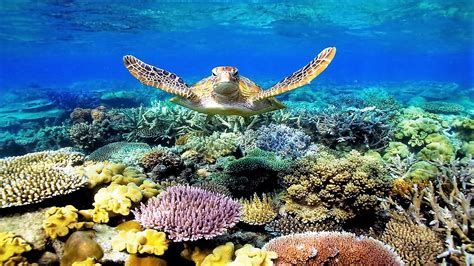 5-five-5: Great Barrier Reef (Australia)