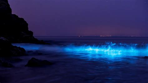 Bioluminescent plankton: 'It's the northern lights of the ocean' - BBC News