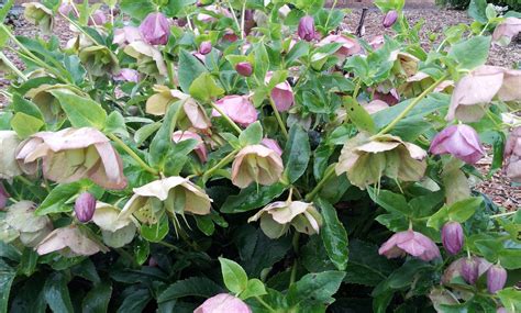 Hellebores, Winter rose. Thoroughbred mix. | Brenlissa Online Nursery