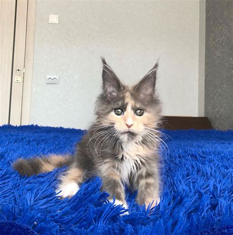 50 Cute Maine Coon Kittens That Are Actually Giants Waiting To Grow Up ...