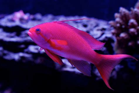 Male Lyretail Anthias (Pseudanthias squamipinnis) | Idaho Reef