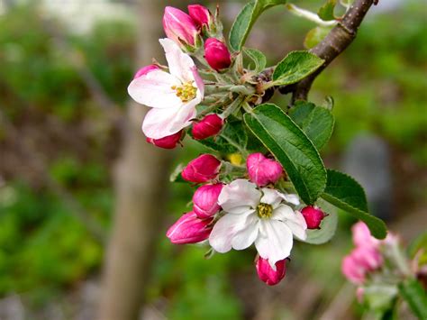 SITKAVORES: APPLES