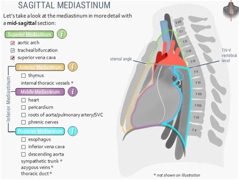 U.Br.Columbia - Drawing The superior mediastinum - English labels ...