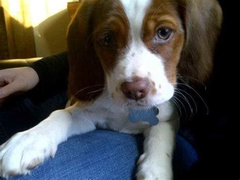 Beagle Cocker Spaniel Mix Puppies For Sale