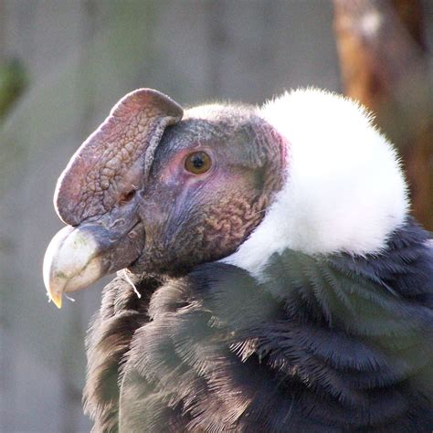 Everything You Wanted to Know About the Andean Condor - Owlcation