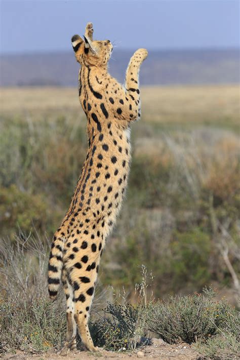 Serval | San Diego Zoo Animals & Plants