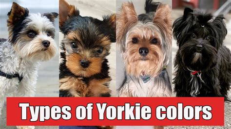 9 Different Types of Yorkshire Terrier Colors And Their Role | Types of ...