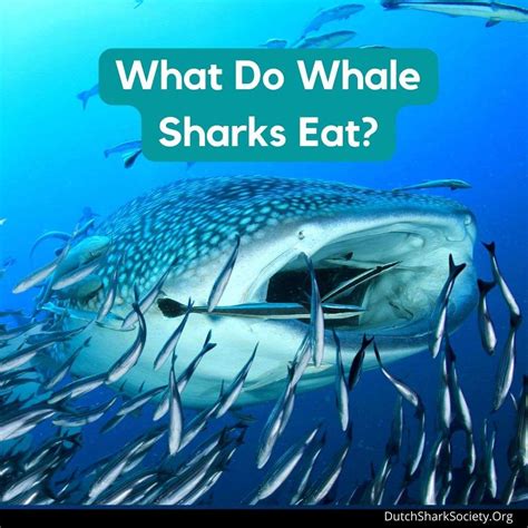 What Do Whale Sharks Eat? - Dutch Shark Society