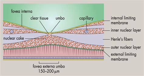 Fovea Centralis Histology