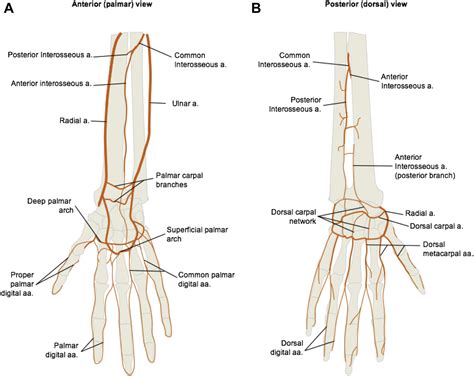 Arteria Radial Y Cubital