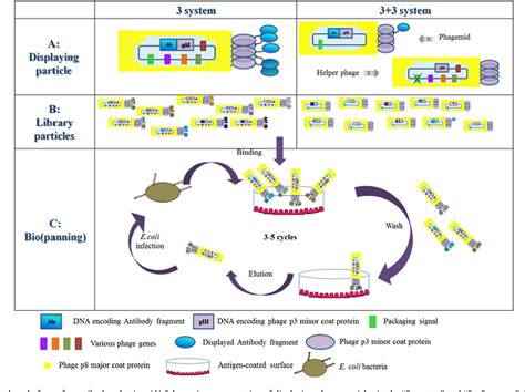 Figure 1 from Selection of antibodies from synthetic antibody libraries ...