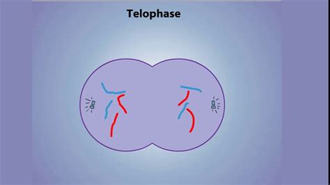 Stages of Mitosis - Prophase, Prometaphase, Metaphase, Anaphase ...