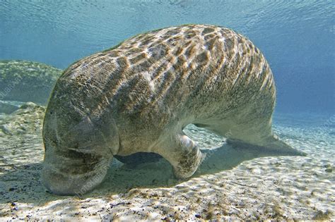 Florida manatee feeding - Stock Image - C004/6868 - Science Photo Library