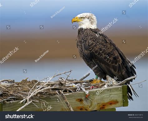 Bald Eagle Sitting Nest Stock Photo 469719815 | Shutterstock