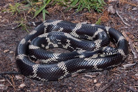 Eastern Kingsnake – Florida Snake ID Guide