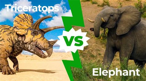 Triceratops vs Elephant: Who Would Win in a Fight? - IMP WORLD