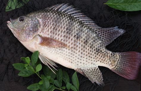 Mozambique Tilapia - ASR Seafoods