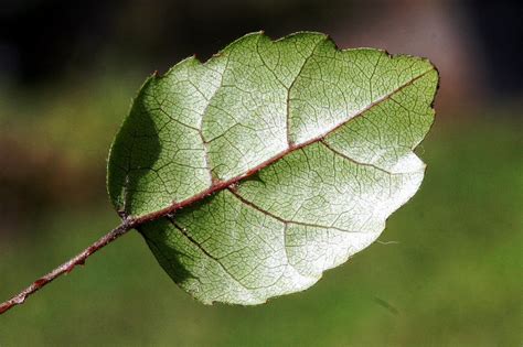 Botany word of the day : Craspedodromous: A type of pinnate venation