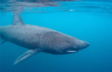 Can the Basking Shark Close its Mouth? - Basking Shark Scotland