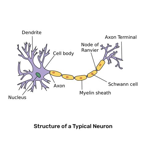 Neuron Anatomy Diagram