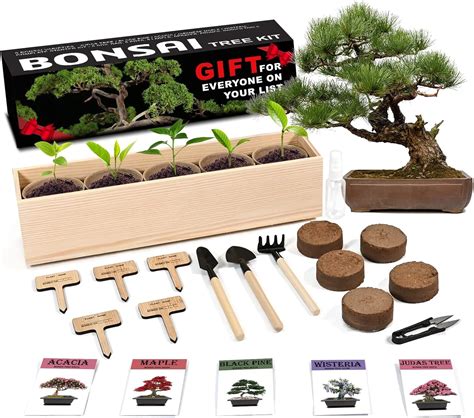 Buy Bonsai Tree Starter Kit - 5 Bonsai with Complete Growing Kit - Peat ...