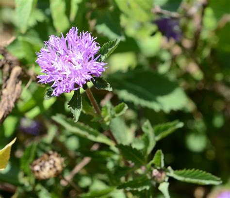 Medicinal Plants Kesavardhini Plant - Medicinal Plant