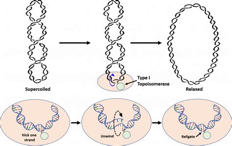 Chapter 9: DNA Replication - Chemistry