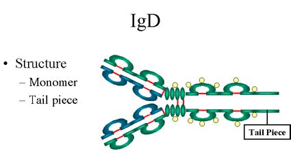 Immunology | Immune system| Immunity: Immunoglobulin D(IgD),immunology ...