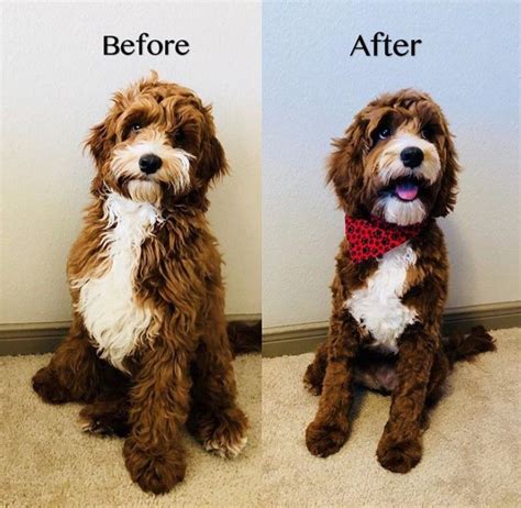 Haircut Style cockapoo haircut styles | Cockapoo haircut, Dog grooming ...