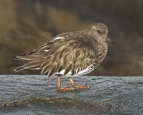 Black Turnstone | San Diego Bird Spot