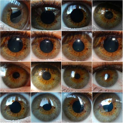 Hazel Eye Color Chart