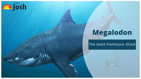 Worlds Largest Megalodon Shark