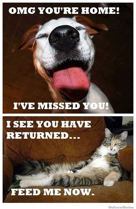 15 Cat Vs. Dog Memes To Show Who's The Boss | Cat vs dog, Funny animals ...