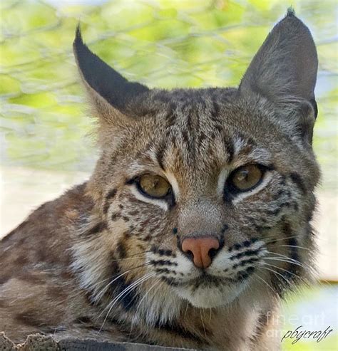 The Eyes Of A Bobcat Photograph by Pamela Bycraft