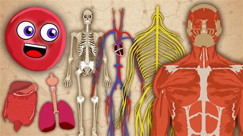 The Human Body! | KLT Anatomy - YouTube