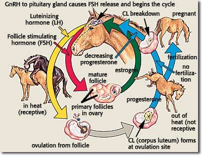 Horse Breeding Archives — Equine Info