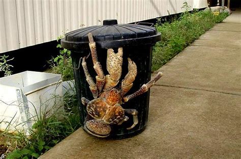 The biggest thieving crab you’ve never heard of | Christmas Island ...