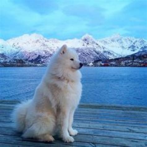 Samoyed Dog Breed Information, Images, Characteristics, Health