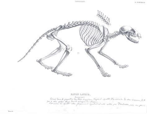 Raccoon Anatomy Chart